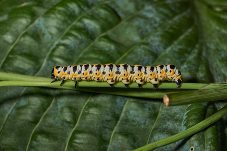 The butterfly caterpillar (lat. Cucullia lactucae) feeds on the buds of the thistle inflorescences.の写真素材