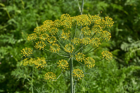 Dill blooms in the garden of a country house. The inflorescence of dill. Summer.