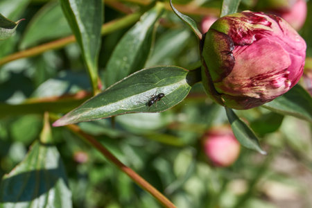 A peony bud is preparing to bloom in the garden. Summer.