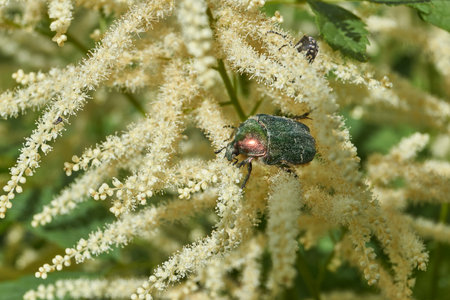 The beetle crawls through the inflorescences of plants in the garden.