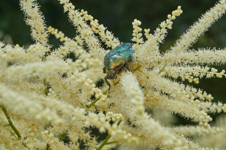 The golden bronze beetle (lat. Cetonia aurata) crawls through the inflorescences of plants in the...