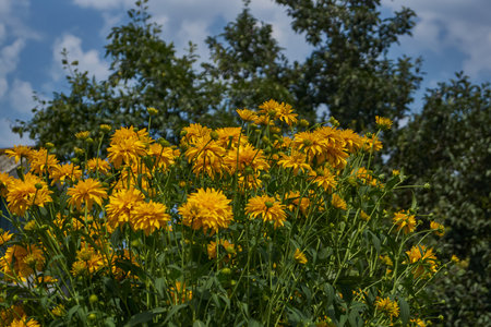 Coneflower dissected (Latin Rudbeckia laciniata) or Golden Ball is a genus of annual, biennial and perennial herbaceous plants of the Asteraceae family (Asteraceae).の写真素材
