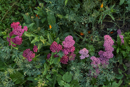 Yarrow blooms in the garden. Common yarrow (lat. Achillea millefolium) is a perennial herbaceous plant, a species of the genus Yarrow (Achillea) family Asteraceae, or Compound flowers (Asteraceae).の写真素材
