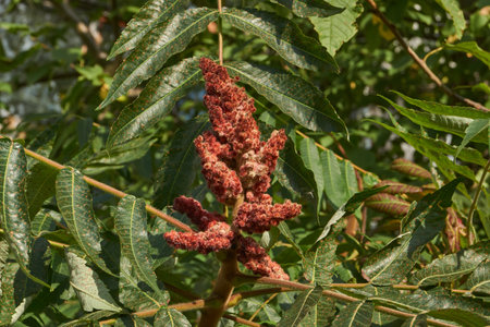 Close-up of the inflorescence of the Staghorn sumac. Staghorn sumac or fluffy sumac or Vinegar tree...