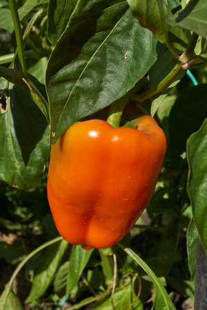 Sweet pepper or vegetable pepper thick (Lat. Capsicum annuum subsp. Grossum) is a genus of plants...