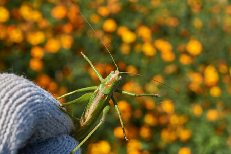 The green grasshopper, or ordinary grasshopper (lat. Tettigonia viridissima) - a species of insects...