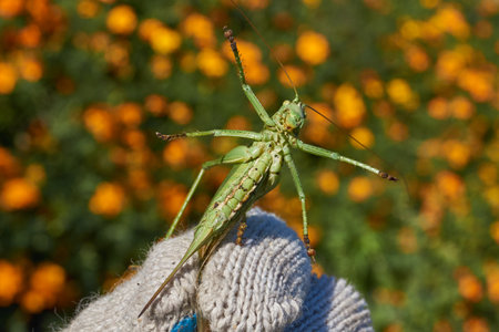 The green grasshopper, or ordinary grasshopper (lat. Tettigonia viridissima) - a species of insects...