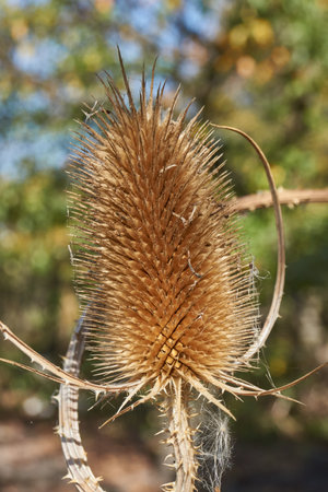 Teasel (Latin Dipsacus) has bloomed in the garden. Teasel family (Latin Dipsacoideae) is a subfamily...