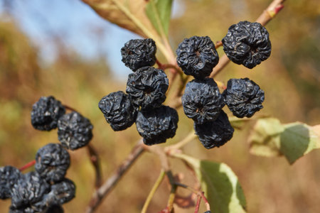 Ripe and withered berries of a chokeberry in the garden of a country house. Autumn.の写真素材