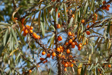 Sea buckthorn ripened on the garden plot. Sea buckthorn berries on a background of blue sky and...