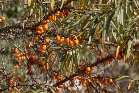 Sea buckthorn ripened on the garden plot. Sea buckthorn berries on a background of blue sky and green leaves.の写真素材