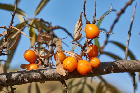 Sea buckthorn ripened on the garden plot. Sea buckthorn berries on a background of blue sky and green leaves.の写真素材