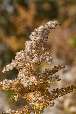 Dry plants in the garden. Canadian goldenrod (lat. Solidago canadensis) is a perennial herb; a...