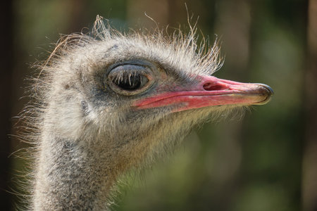 Closeâup of an ostrich's head - natural wildlife and details. Summer.の写真素材
