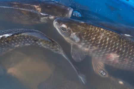 Crucians swim in an artificial pond. A close-up of a fish near the surface of the water is a calm swimming under the transparent surface of a pond.の写真素材