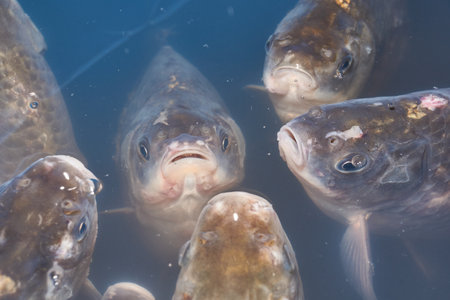Crucians swim in an artificial pond. A close-up of a fish near the surface of the water is a calm...