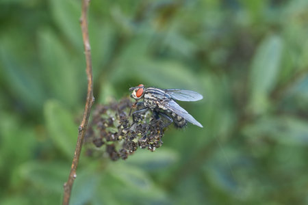 A fly sits on a withered inflorescence of spirea. Summer.