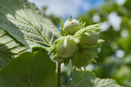 The nuts of the common hazel (lat. Corylus avellana) are ripe. Hazel (lat. Corylus) is a genus of shrubs in the Birch family.の写真素材