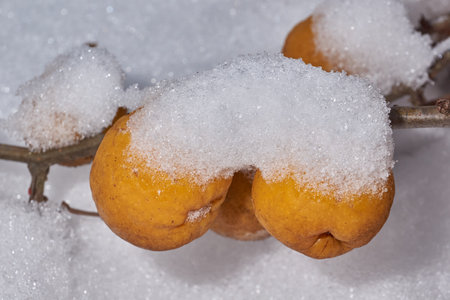 Quince fruits after a snowfall in the garden. Quince (lat. Cydonia) is a monotypic genus of woody plants of the Rosaceae family. Species Quince is common, or oblong quince (lat. Cydonia oblonga).の写真素材