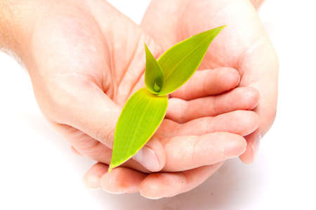 plant and careful hands on whiteの写真素材