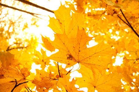 fall leaves against the sky の写真素材
