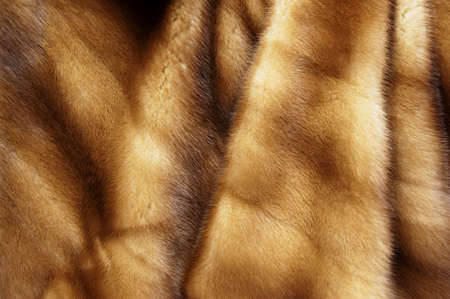 mink furの写真素材