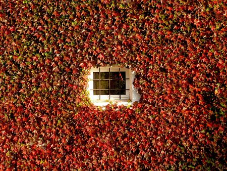 Small window covered with red Virginia creeperの写真素材