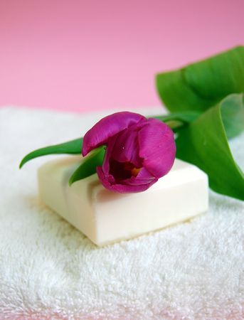Purple tulip on white soap on the white towel with the pink backgroundの写真素材