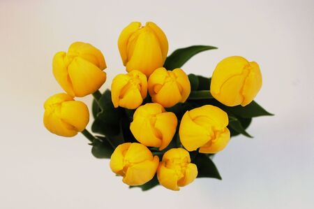A bouquet of beautiful yellow tulips on a white backgroundの写真素材