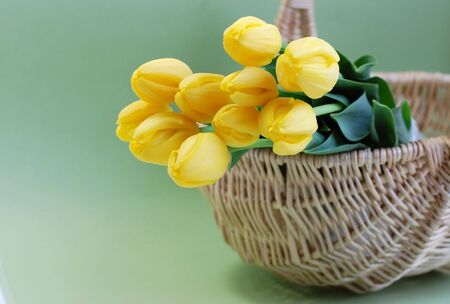 Yellow tulips in a wicker basket with a green backgroundの写真素材