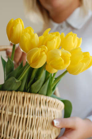 Woman holding a wicker basket full of vibrant yellow tulipsの写真素材