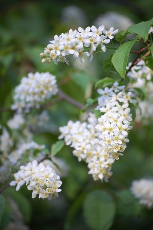 Wild cherry blossoms