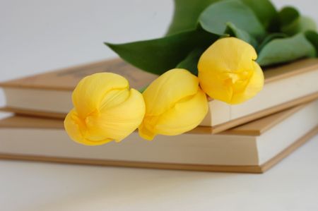 Three yellow tulips on a pile of booksの写真素材