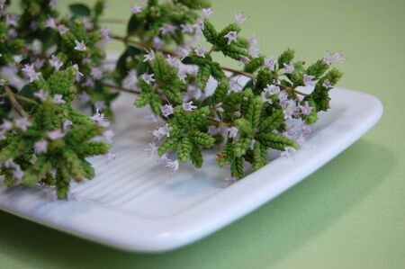 Freshly picked blooming marjoram on a white plateの写真素材