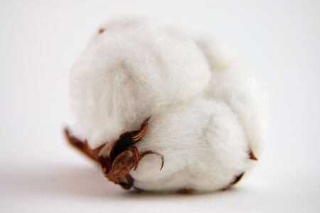 Cotton bud on a white backgroundの写真素材