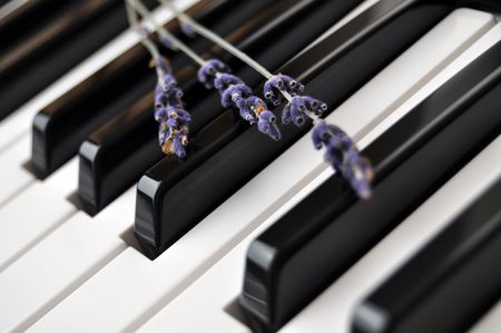 Dry lavender on piano keyboardの写真素材