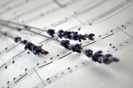Dry lavender on musical sheet closeupの写真素材