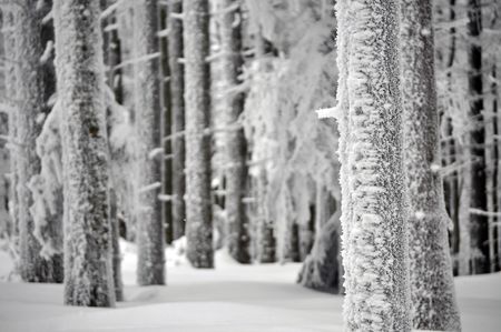 Tree trunks in winter forestの写真素材
