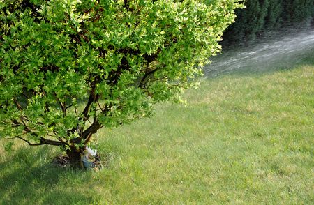 Watering the tree in the gardenの写真素材