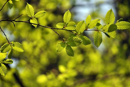 Fresh green leaves in the sun
