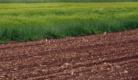 Spring wheat and plowed fieldの写真素材