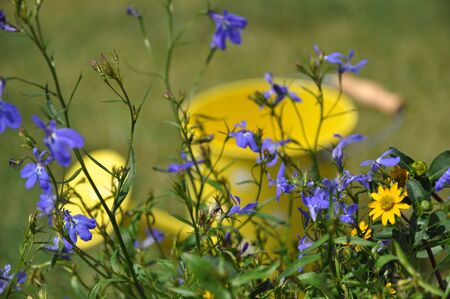 Tiny blue flowers with yellow watering can in the backgroundの写真素材