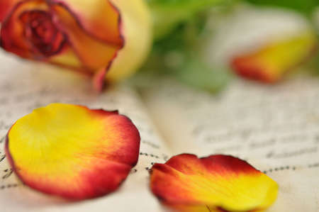 Rose and rose petals on diaryの写真素材