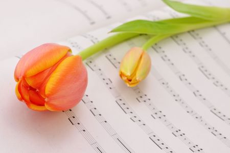 One orange tulip on music sheetの写真素材