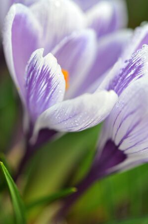 Rain drops on violet crocusesの写真素材