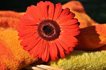 Wet red gerbera and soft towels in a wicker basket の写真素材