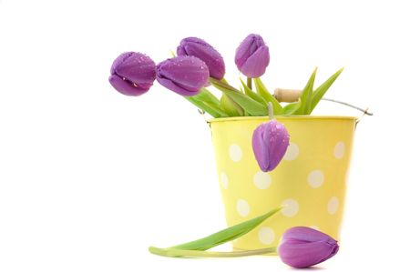 Wet purple tulips in a spotted bucket, isolated on whiteの写真素材