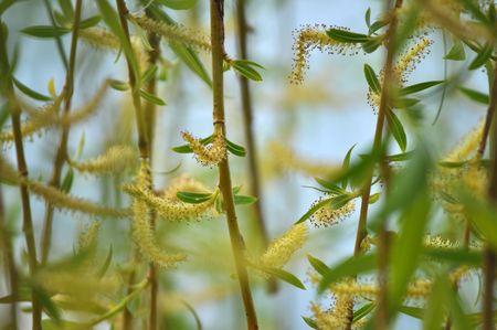 Weeping willow in spring catkinsの写真素材