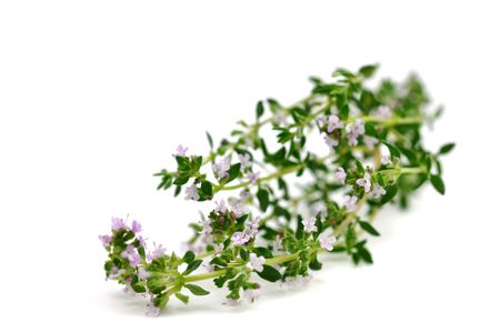 Blooming thyme, isolated on white backgroundの写真素材