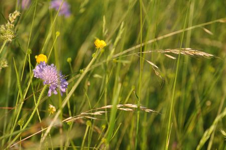 Grass in summer meadowsの写真素材